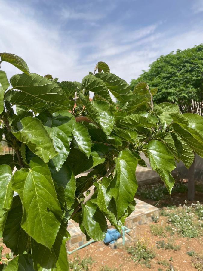 Villa مزرعة النجم Najem Farm à Al-Qasr Extérieur photo